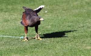 Dos águilas peruanas protegen las semillas del césped del Valencia CF de las palomas