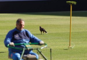 Dos águilas peruanas protegen las semillas del césped del Valencia CF de las palomas